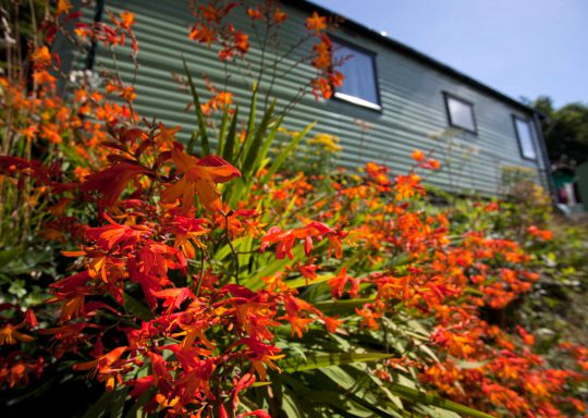 Wildlife in the wooded valley by Tehidy Holiday Park