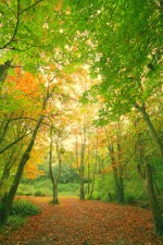 Tehidy Woods 3