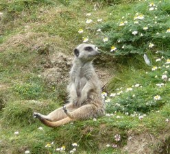 Newquay zoo