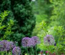 Trelissick Gardens